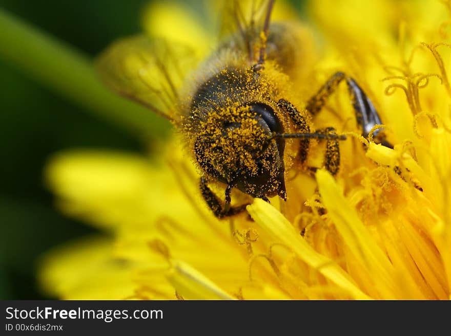 Worker bee on flower dandelion.