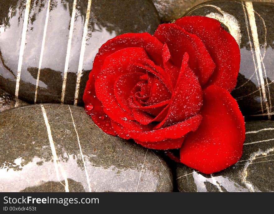 Beautiful red rose on sea stoness