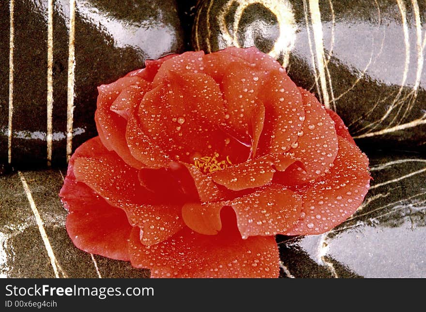 Beautiful red rose on sea stoness