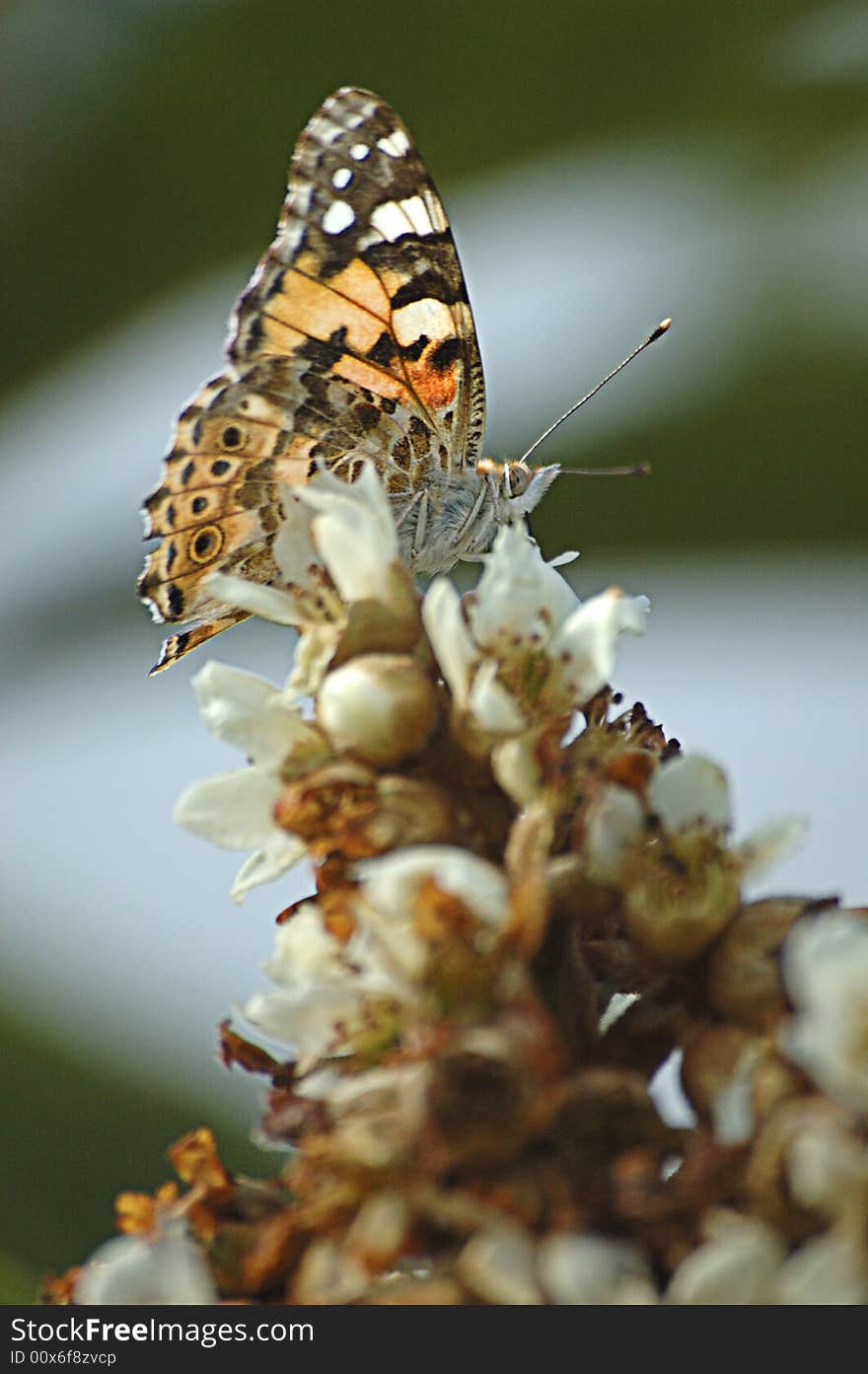 Butterfly feeding from flowers ina garden. Butterfly feeding from flowers ina garden