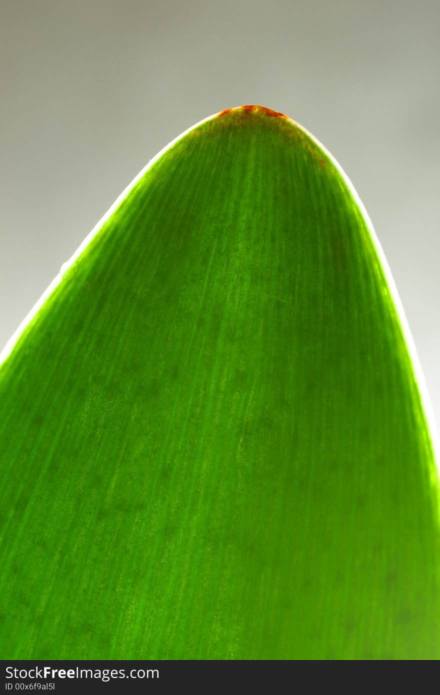 Green leaf on gray background