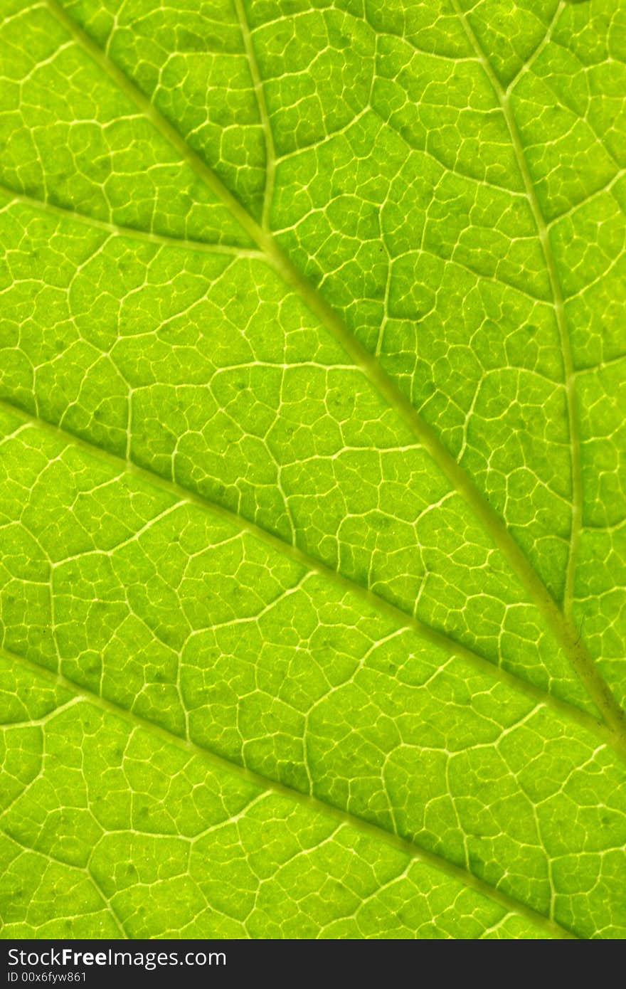 Amazing close up of green leaf