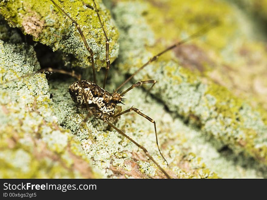 A close up macro photograph of a harvestman. A close up macro photograph of a harvestman