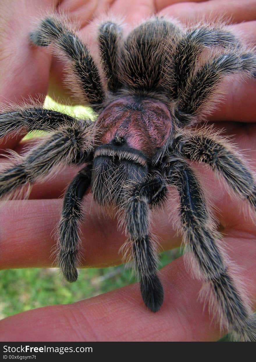 Rose hair tarantula rests in mans hand. Rose hair tarantula rests in mans hand.