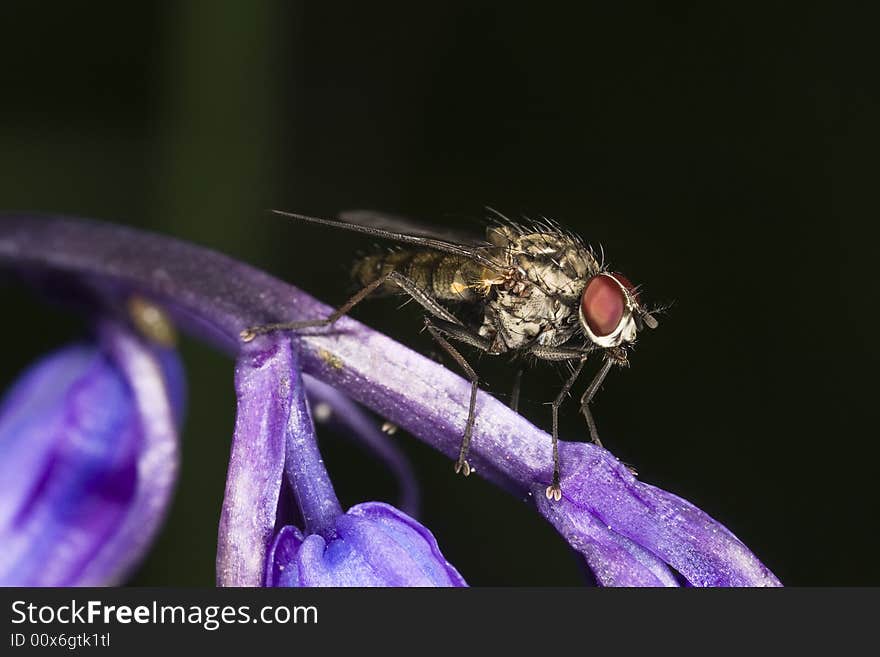 Fly Insect Macro Closeup