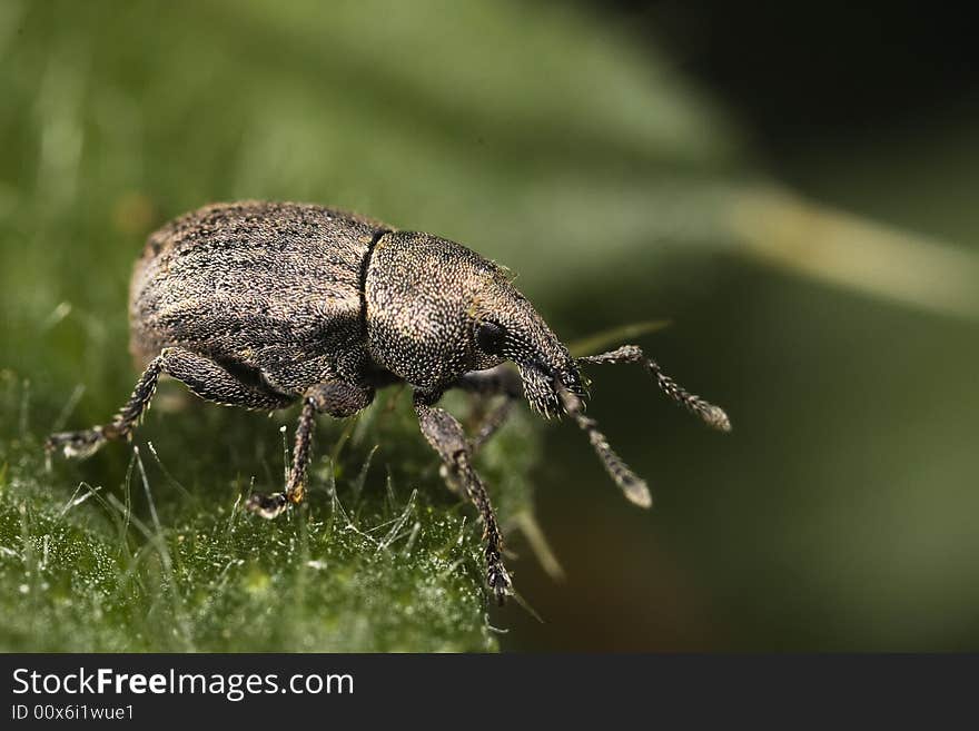 A closeup macro photograph of a weevil standing on the edge of a leaf. A closeup macro photograph of a weevil standing on the edge of a leaf