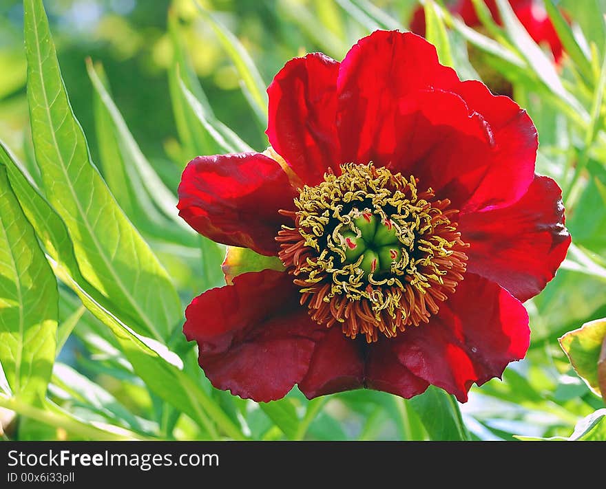 Big red flower in sunlight against green leaves