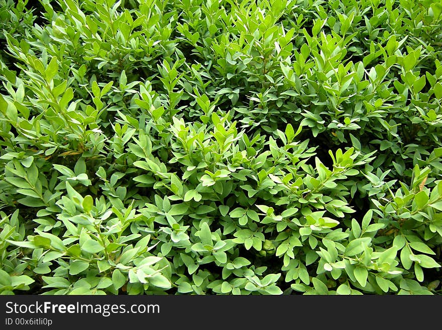 Green leaves background - romantic spring