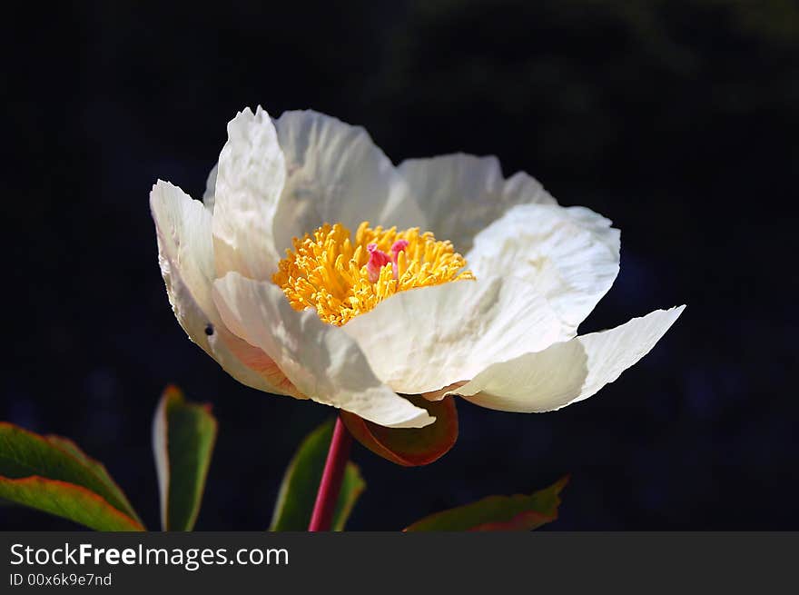 Big white flower in sunlight against dark background