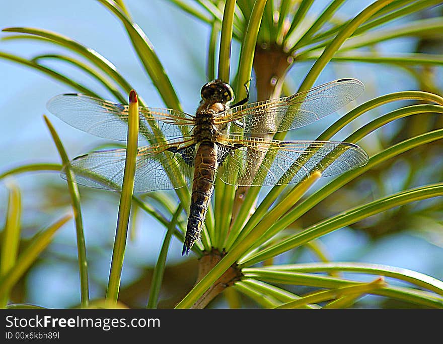 Dragonfly