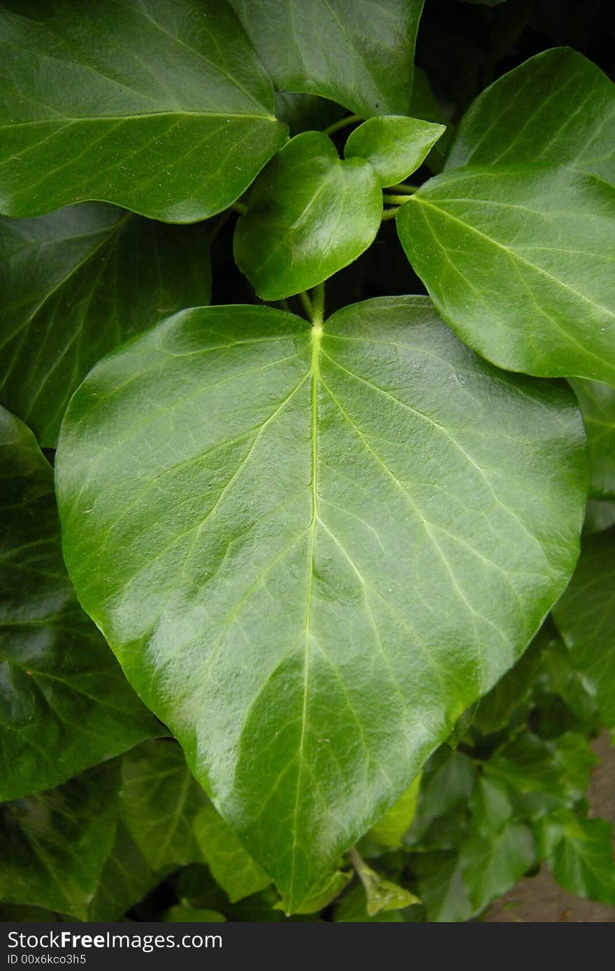 Big green leaf - leaves background