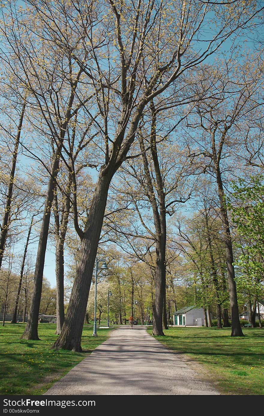 Park alley in the spring