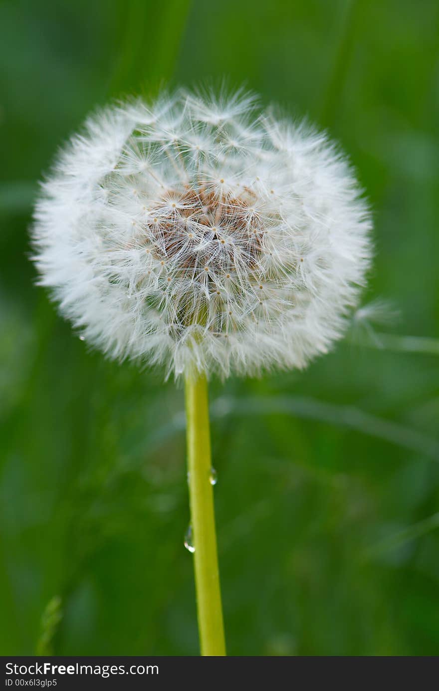 Dandelion - 3