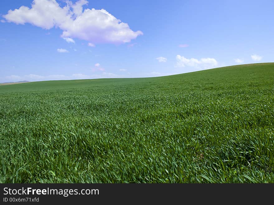 Green fields, the blue sky and white clouds. Green fields, the blue sky and white clouds