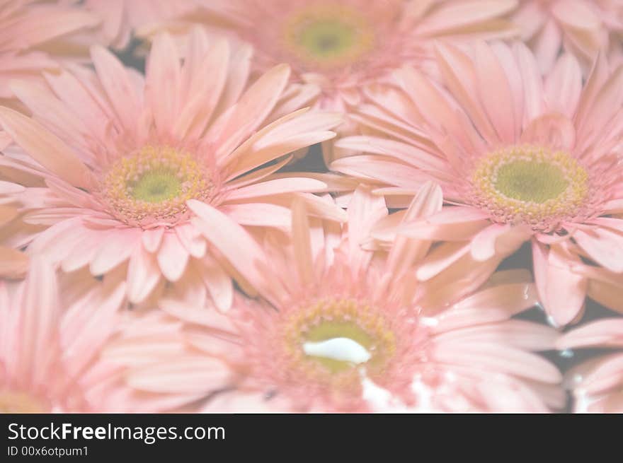 Pink Gerber Daisies faded for background