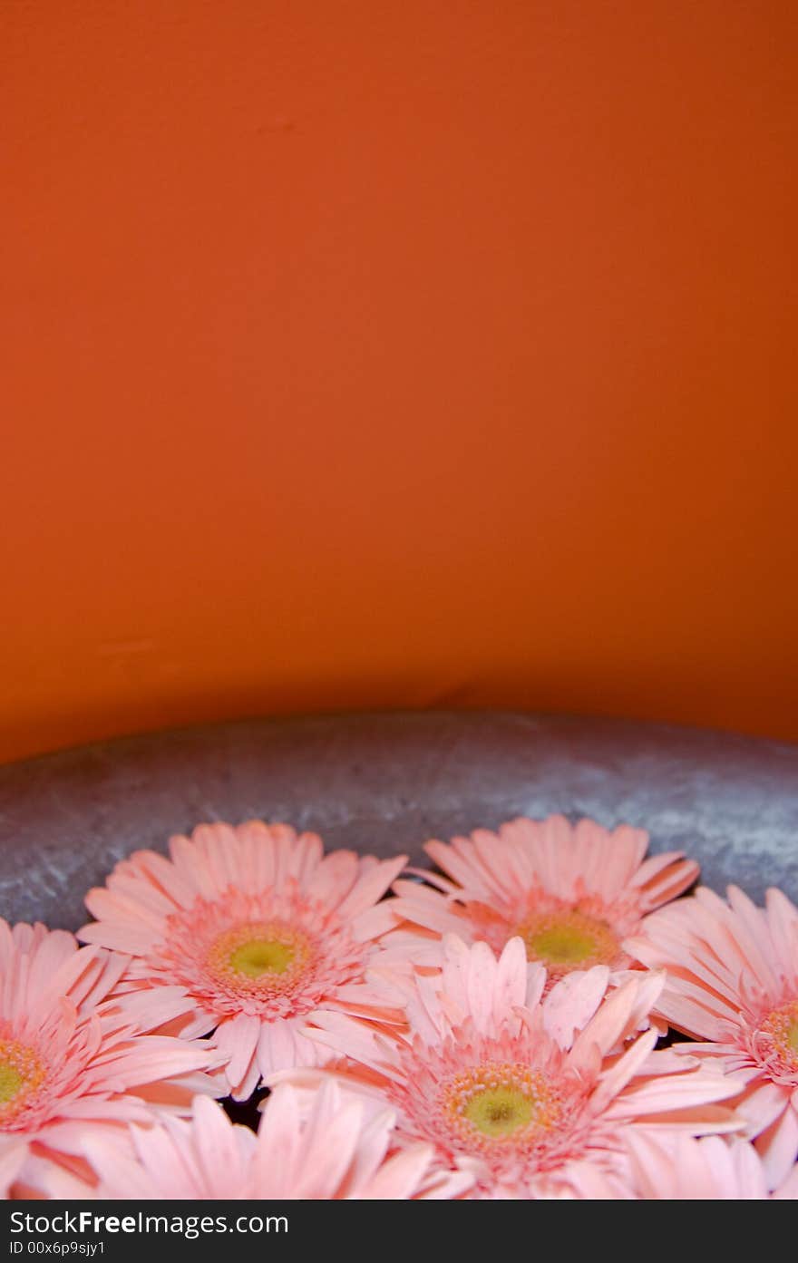 Pink Gerber Daisies in silver bowl of water and orange background. Pink Gerber Daisies in silver bowl of water and orange background