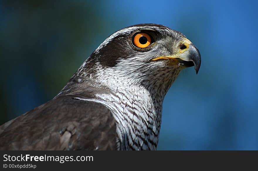 Eagle looking for food in Portugal. Eagle looking for food in Portugal