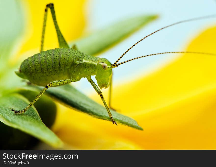 Image shows a tiny green grasshopper resting on the sepals of a yellow flower