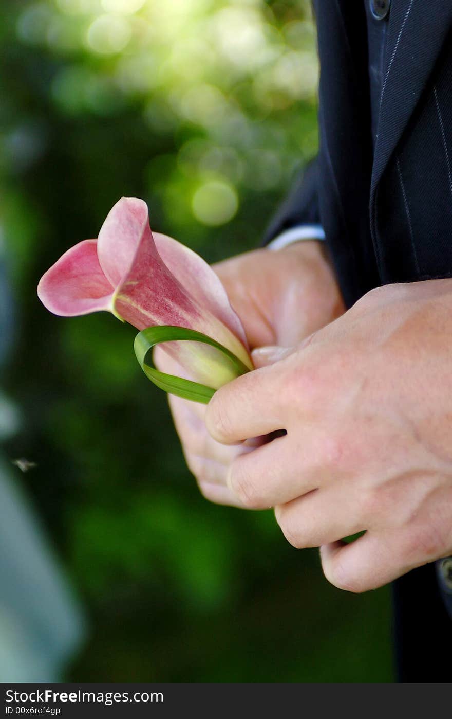 Close up photo of groom holding wedding buttonhole. Close up photo of groom holding wedding buttonhole