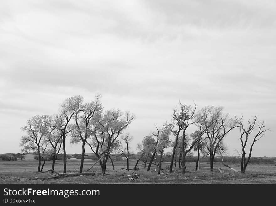 A group of trees in a field. A group of trees in a field