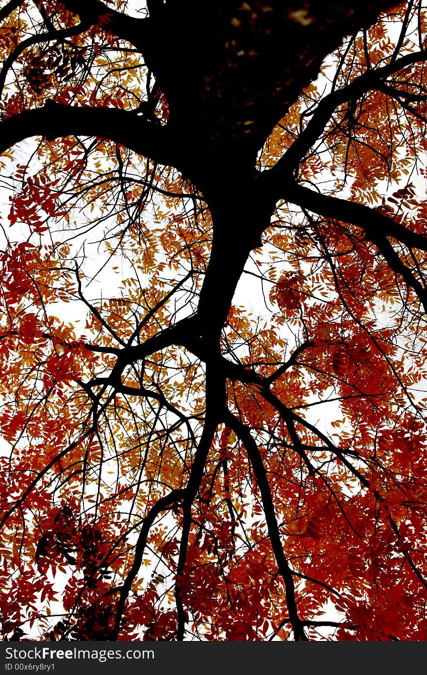 A view from the ground with the top of my head at the base of the trunk. A view from the ground with the top of my head at the base of the trunk