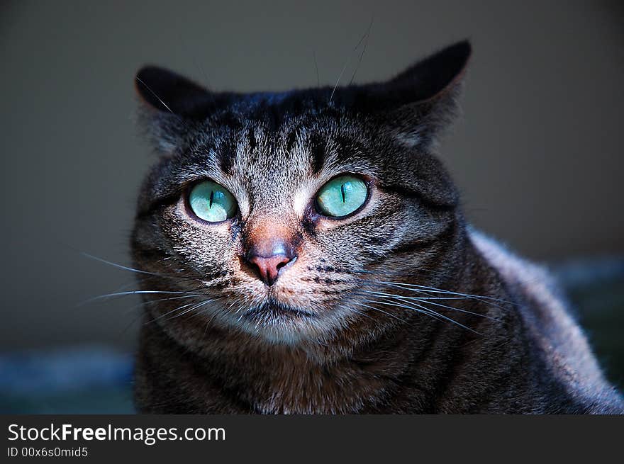 Close up face of a happy gray tabby cat laying down on her bed.