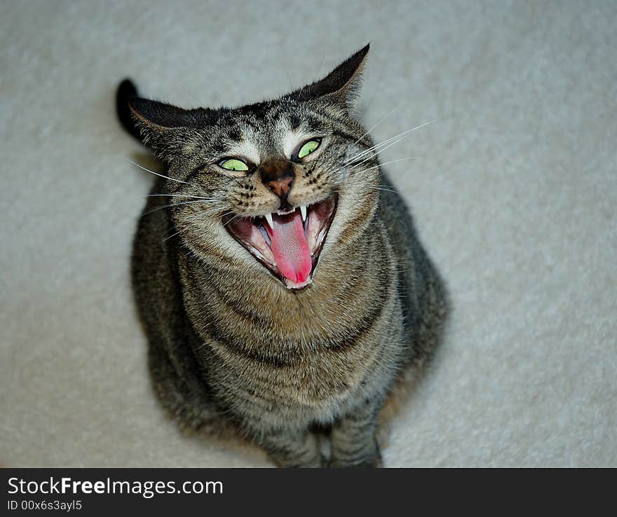 That's a real happy yawning gray tabby cat in a sitting posture. That's a real happy yawning gray tabby cat in a sitting posture