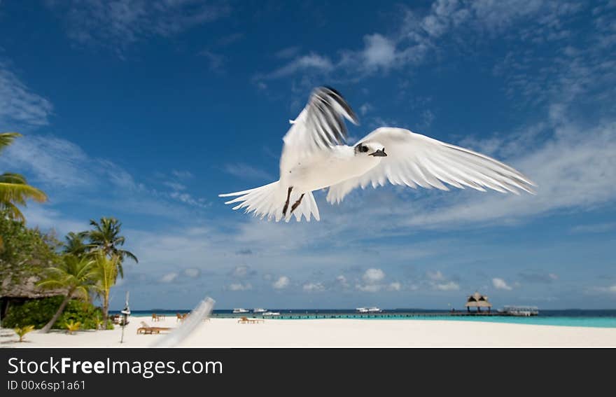 flying seabird