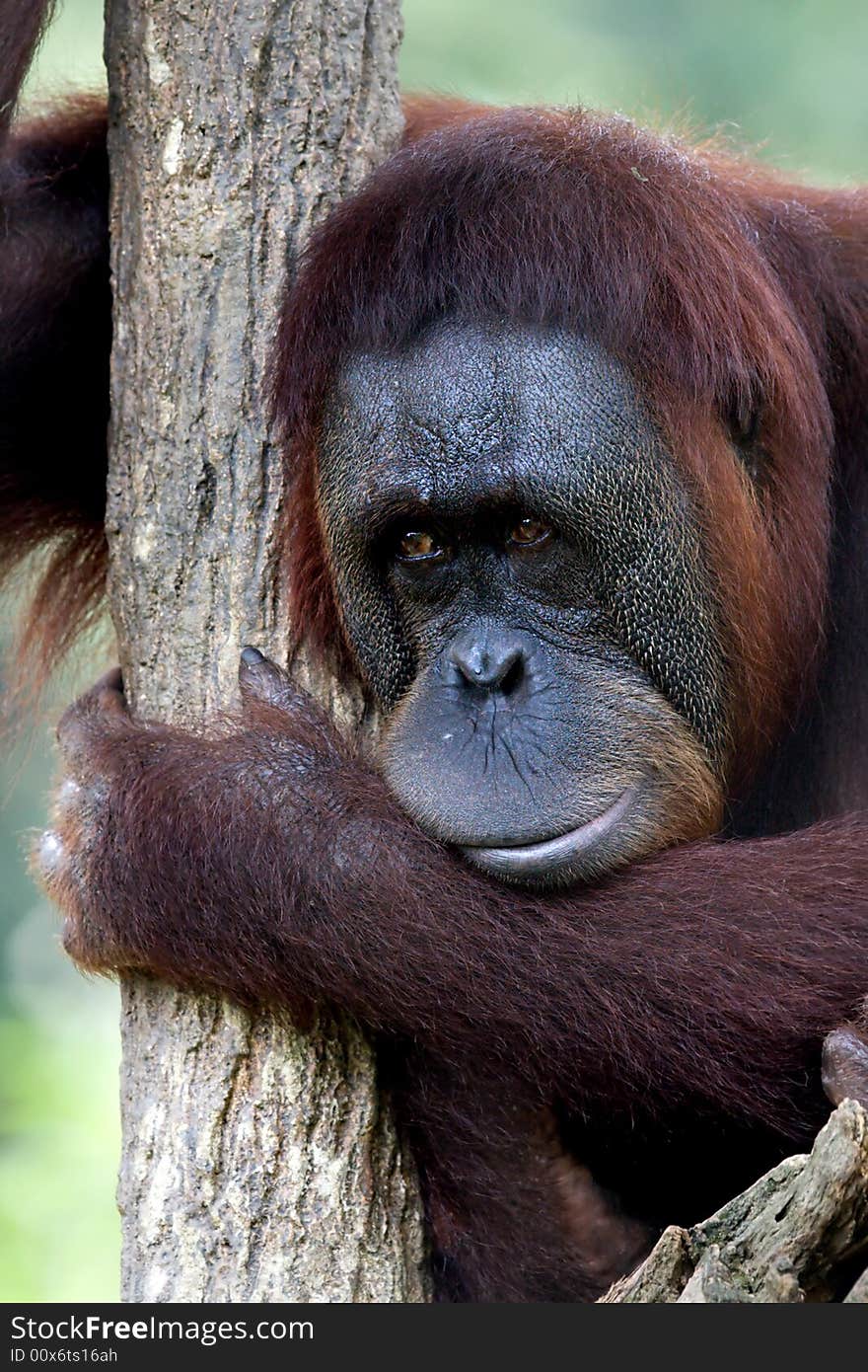 This photo was taken during lunch on my trip to the zoo... wondering why this orang utan looks so sad despite many on lookers looking at it. This photo was taken during lunch on my trip to the zoo... wondering why this orang utan looks so sad despite many on lookers looking at it.