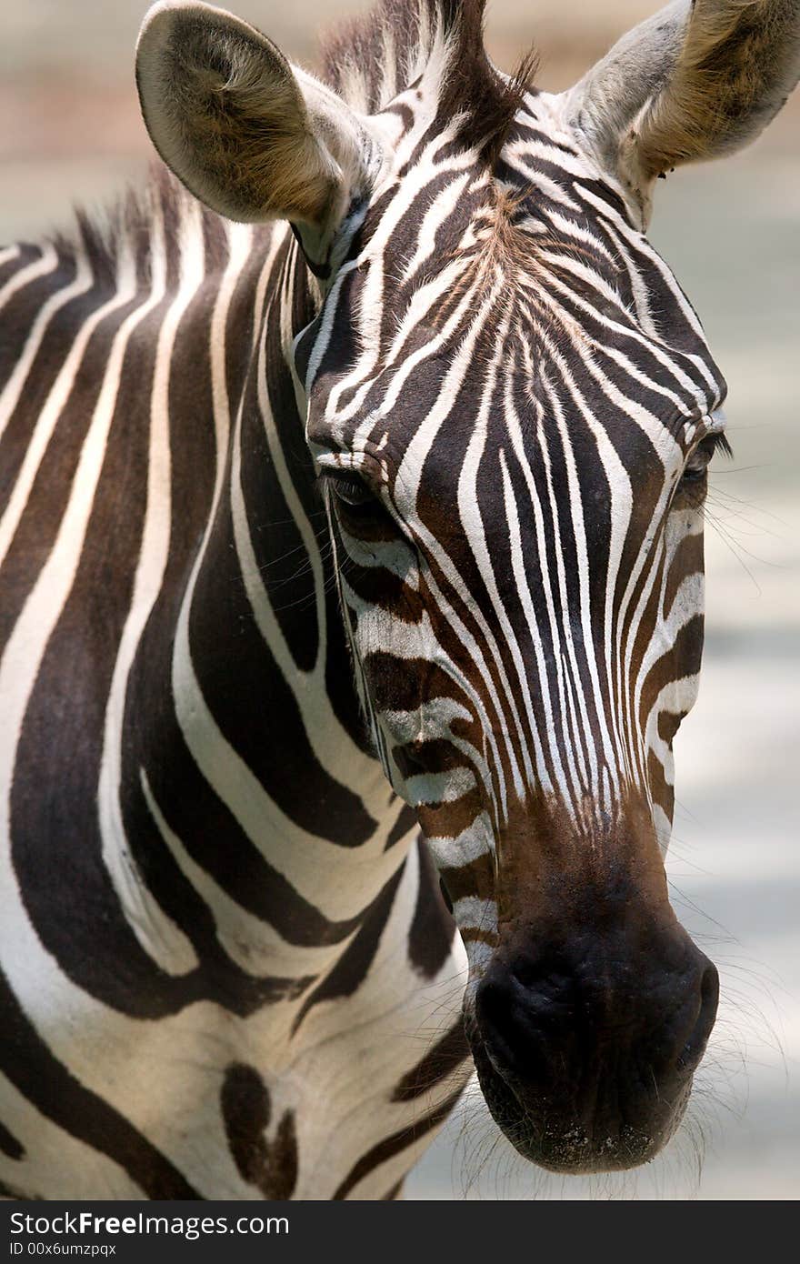 Black and white zebra