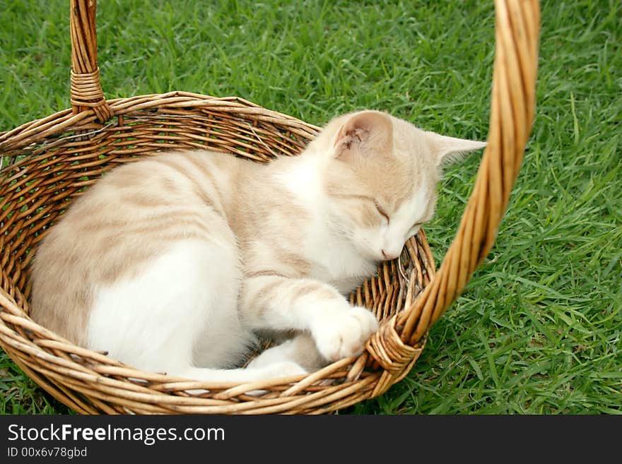 Beautiful sleeping kitten in the basket.