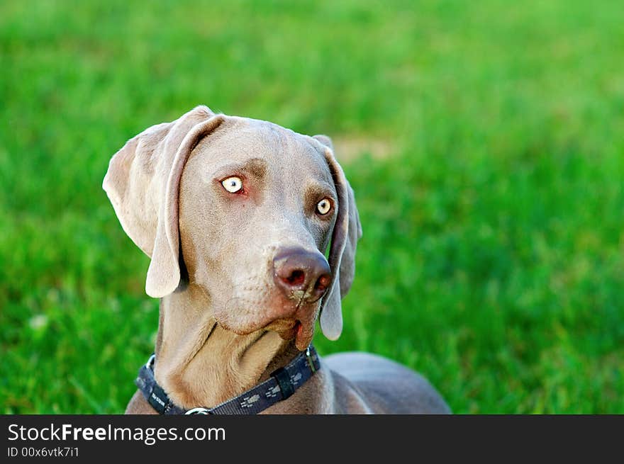 Portrait of a purebred Weimaraner dog on green background