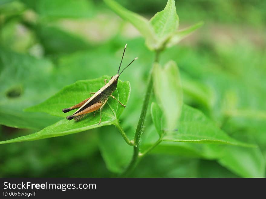 Grasshopper