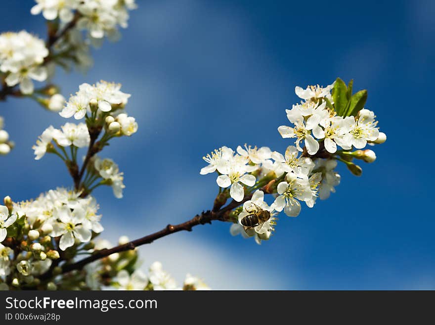 Blossoming Cherry Branch