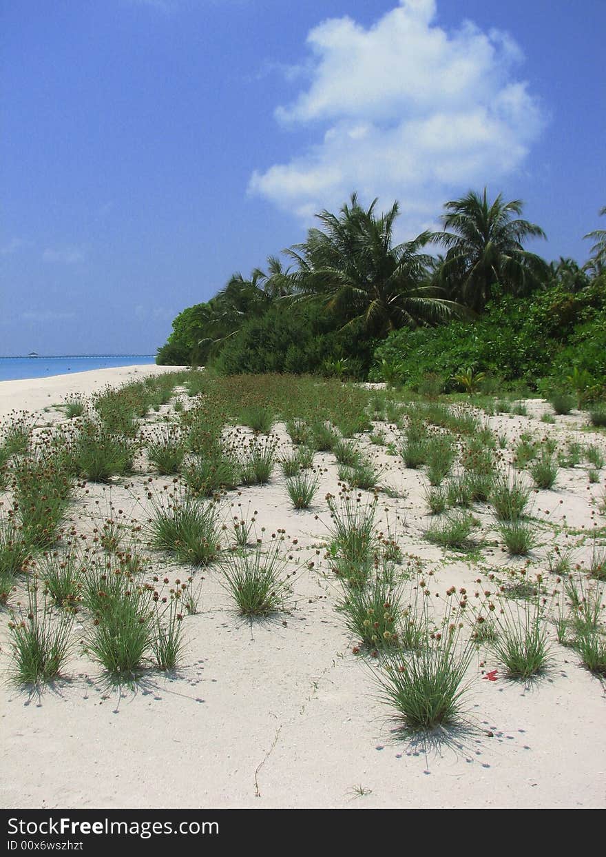 Tropical maldivian beach with coconut palms and coral sand