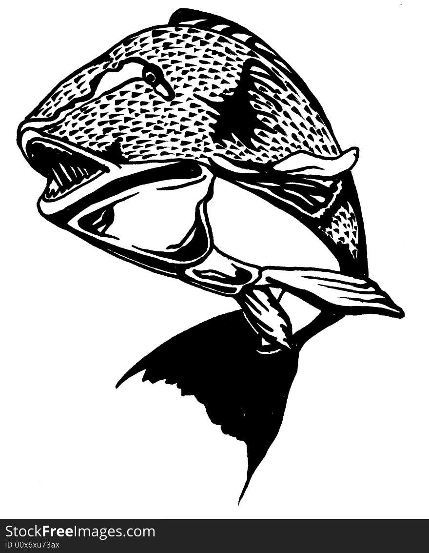 Realistic illustration of a swimming grouper. Realistic illustration of a swimming grouper.