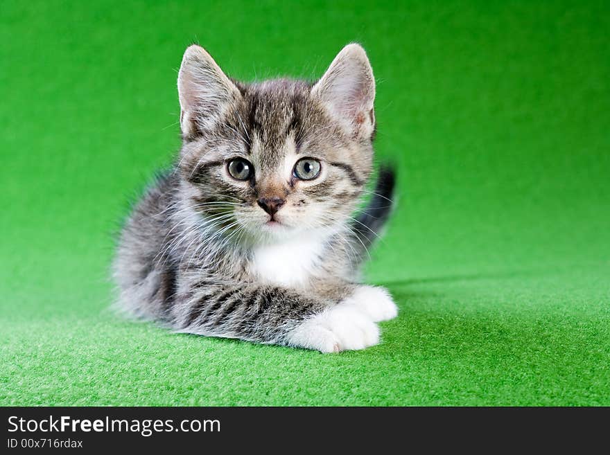 Lying Striped Kitten, Isolated