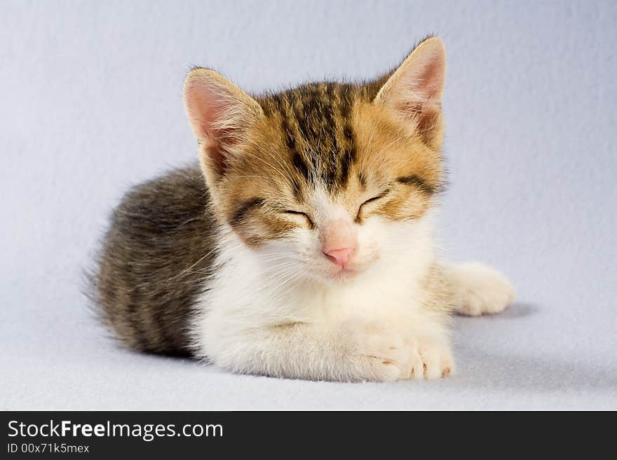 Sleeping kitten, isolated