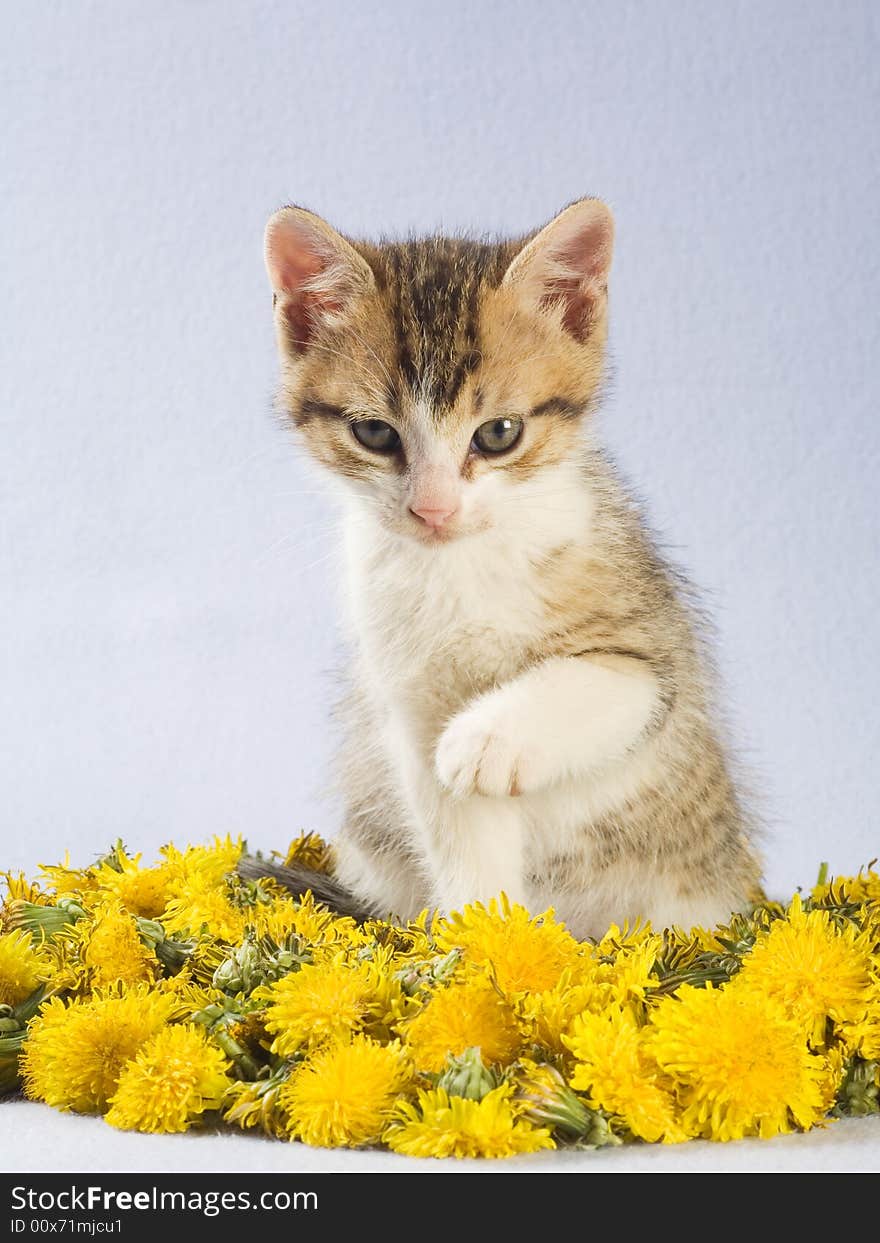 Striped kitten and yellow flowers