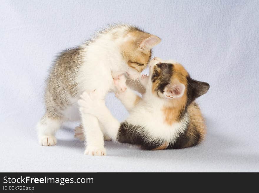 Two playing kitten, isolated