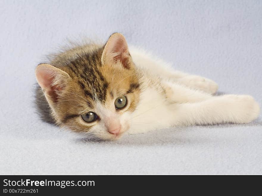 Lying striped kitten, isolated