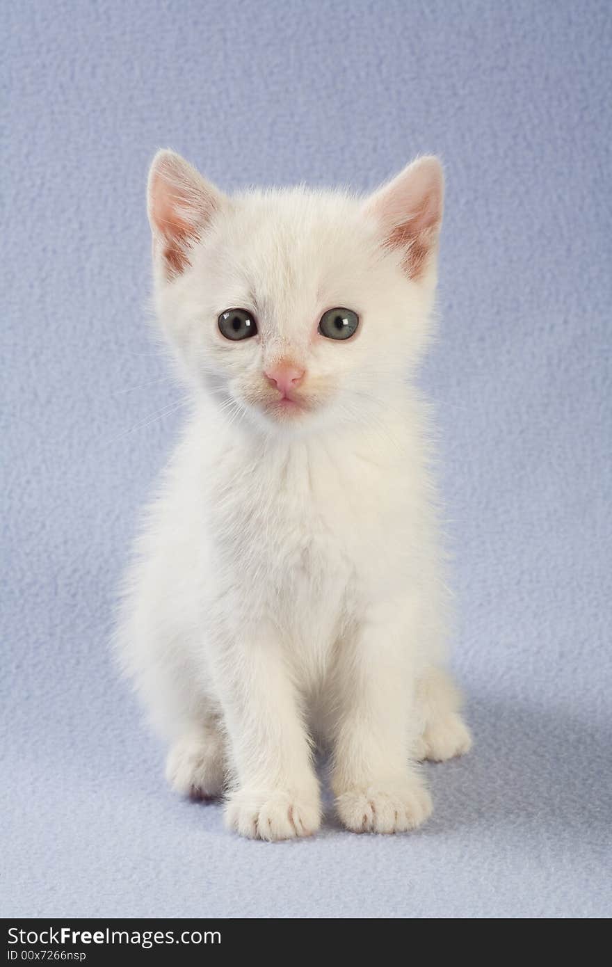 Standing white kitten, isolated