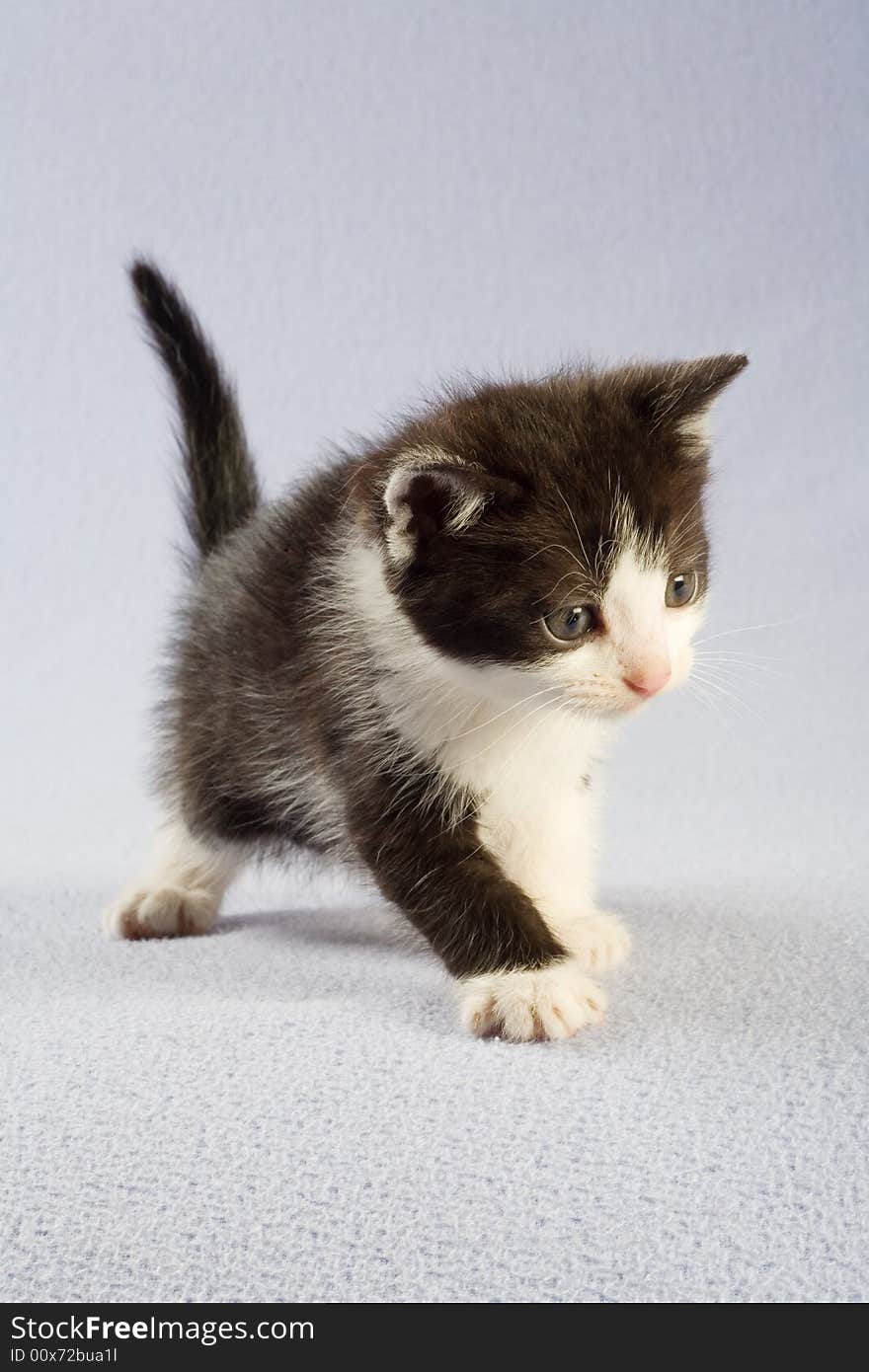 Standing black and white kitten, isolated on white