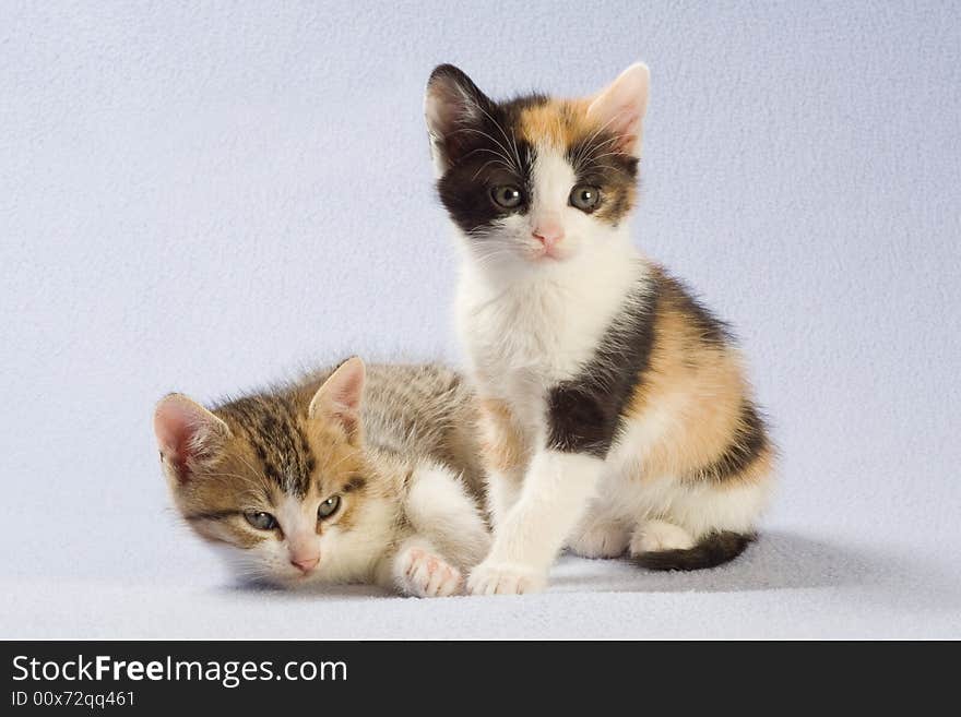 Two kittens, isolated on white