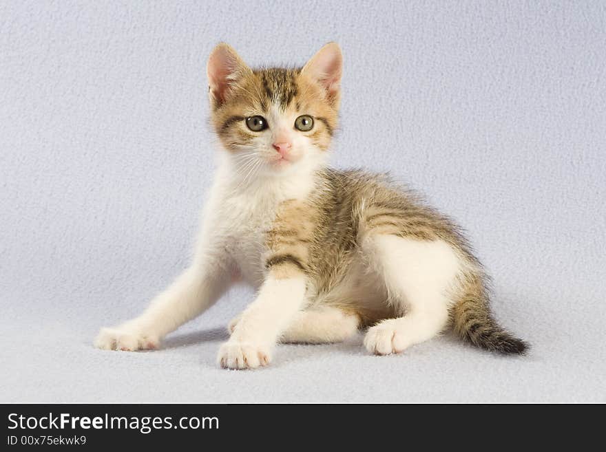 Standing spotted kitten, isolated