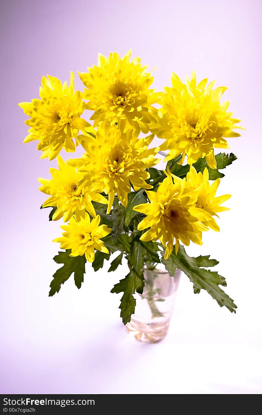 Yellow chrysanthemum in the glass on gradient background