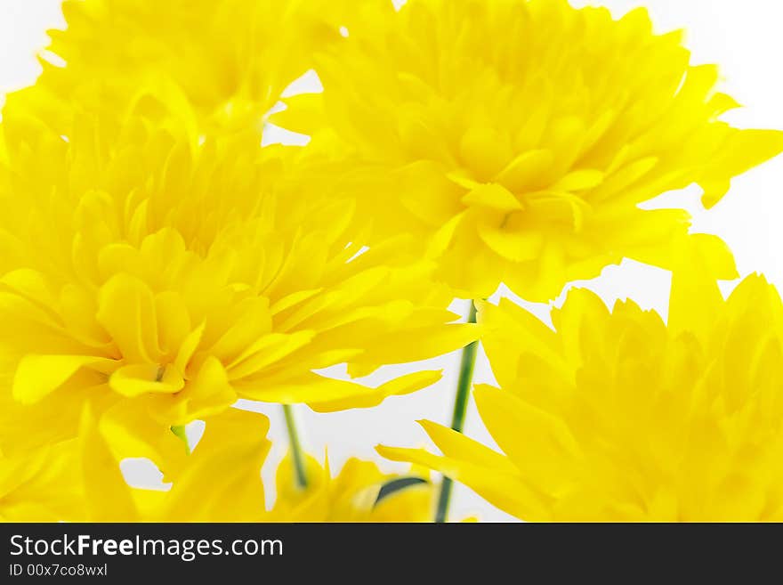 Yellow chrysanthemum on white