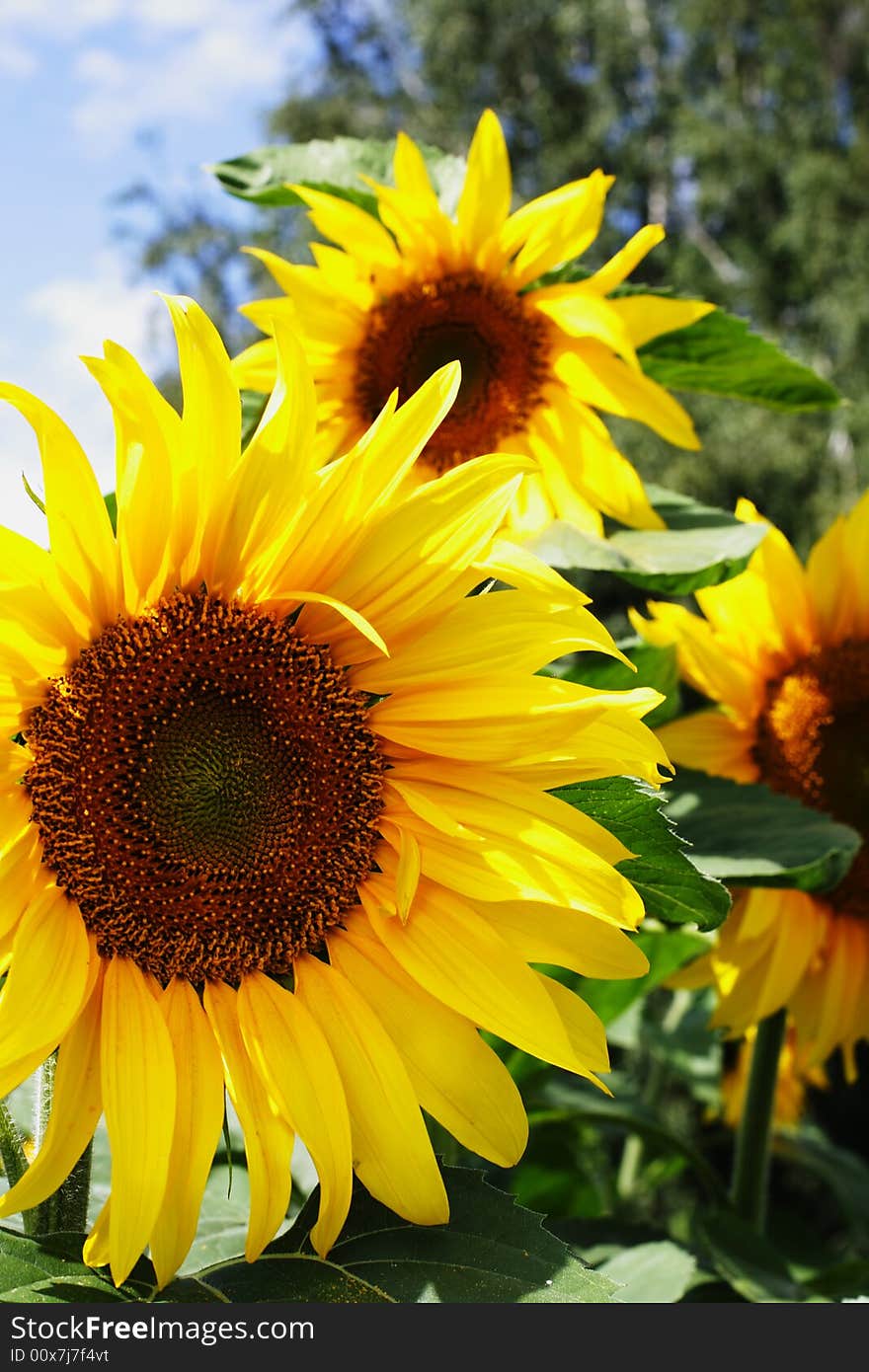 Sunflowers on a summer natural background