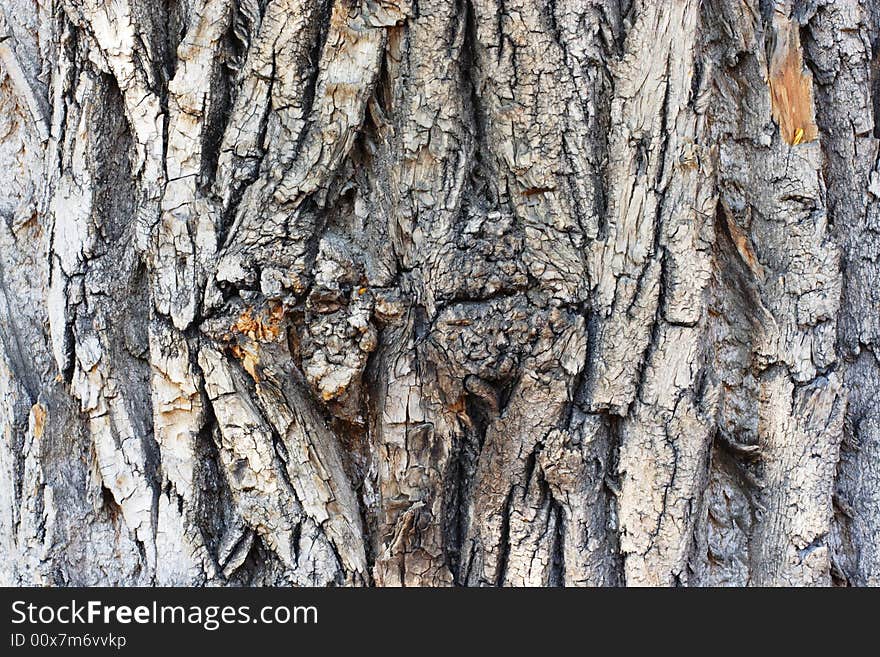 Natural texture. Bark.