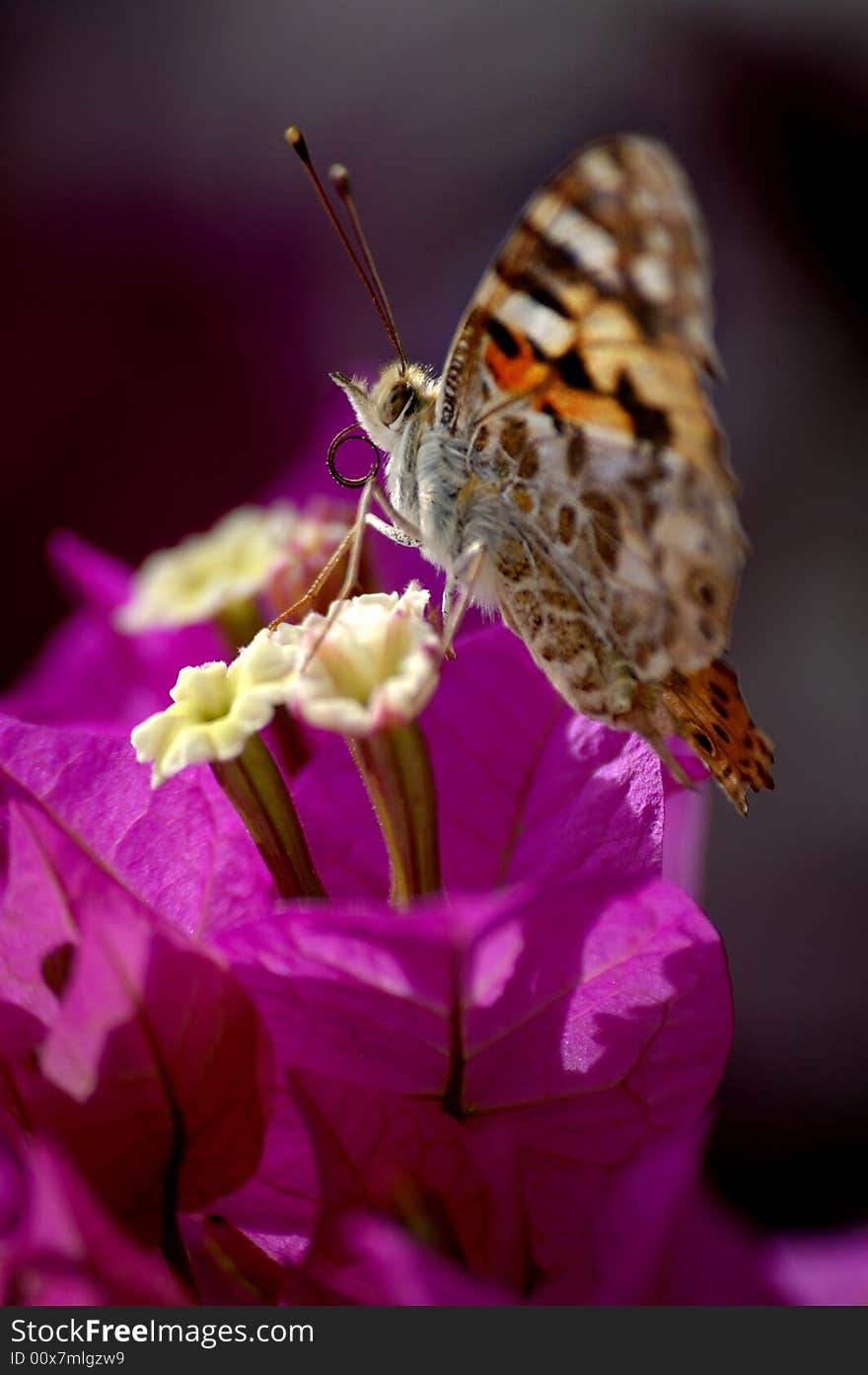 Butterfly feeding from flowers in a garden. Butterfly feeding from flowers in a garden